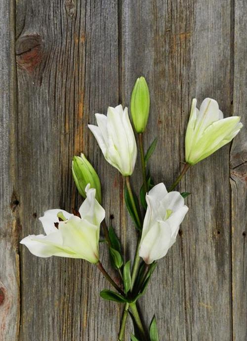 WHITE L.A. HYBRID LILIES